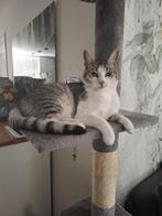 Vermist onze lieve Snoet, Dieren en Toebehoren, Vermiste en Gevonden Dieren