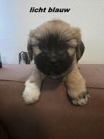 Lhasa apso, Dieren en Toebehoren, Honden | Chihuahua's en Gezelschapshonden, Overige rassen, CDV (hondenziekte), 8 tot 15 weken