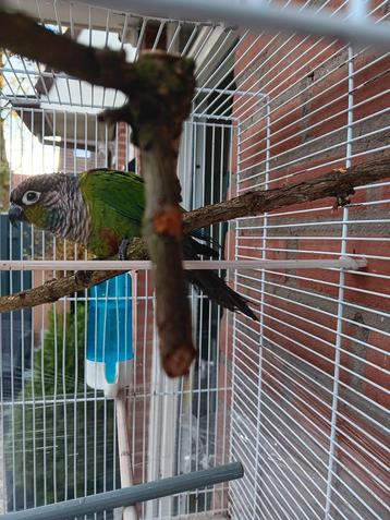 Jonge papagaai  beschikbaar voor biedingen