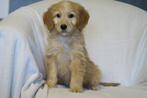 F1 Goldendoodle pups ( Golden Retriever x Medium Poedel ), Dieren en Toebehoren, CDV (hondenziekte), Meerdere, Golden retriever