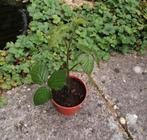 Bramen planten, Tuin en Terras, Ophalen, Zomer, Overige soorten, Volle zon