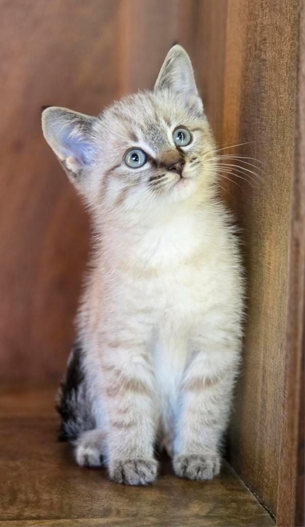 Mooie kruising  Sneeuwbengaal  ×Thaisiamees, Dieren en Toebehoren, Katten en Kittens | Raskatten | Korthaar, Meerdere dieren, Gechipt