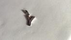Thomas Sabo letter Y met zirkonia,zilveren letter Y, Ophalen, Nieuw, Zilver