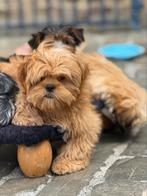 Lhasa apso pupjes, Dieren en Toebehoren, België, Overige rassen, CDV (hondenziekte), 8 tot 15 weken