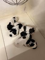 Engelse springers spaniel pups met Stamboom, Dieren en Toebehoren, CDV (hondenziekte), 8 tot 15 weken, Meerdere, Meerdere dieren
