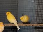 kanaries, Dieren en Toebehoren, Vogels | Kanaries, Meerdere dieren, Kleurkanarie