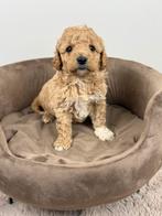Super knappe mini labradoodle pups - mini doodle pups, Dieren en Toebehoren, Overige rassen, CDV (hondenziekte), 8 tot 15 weken