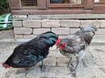 2 prachtige Australorp kriel hanen: blauw en zwart, Dieren en Toebehoren, Pluimvee, Mannelijk, Kip