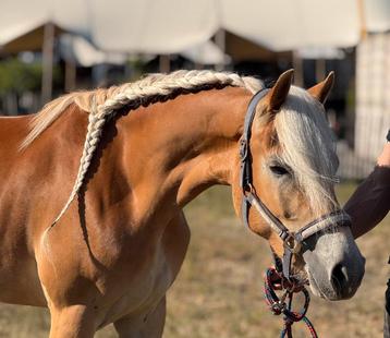 3 jarige sprookjes Haflinger met Stamboom  beschikbaar voor biedingen