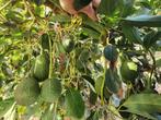 Topkwaliteit Marokkaanse Avocado’s – Beschikbaar, Zakelijke goederen, Agrarisch | Aardappelen, Groenten, Fruit en Vlees, Ophalen