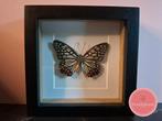 Hestina assimilis vlinder in zwarte lijst, Ophalen of Verzenden, Zo goed als nieuw, Insect, Opgezet dier