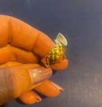 Ti sento ring goudkleurig maat  12288sy maat 56, Nieuw, Ophalen of Verzenden, 17 tot 18, Dame