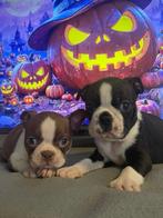 Raszuivere Gloed mooie Boston Terriër Pups!, Rabiës (hondsdolheid), Overige rassen, 8 tot 15 weken, Meerdere dieren