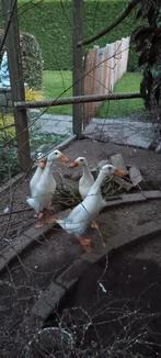 Loop eenden, Dieren en Toebehoren, Pluimvee, Meerdere dieren, Eend