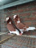 Mooie Oud Hollandse Kapucijnen, Dieren en Toebehoren, Meerdere dieren, Overige soorten