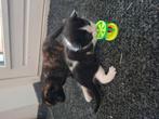 Kitten , jonge poesjes, Dieren en Toebehoren, Katten en Kittens | Overige Katten, Poes