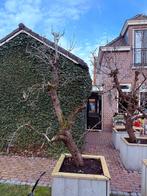 Oude Perenbomen in Bak - 4 stuks, Overige soorten, Lente, 100 tot 250 cm, Ophalen