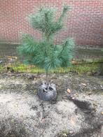 Pinus strobus 100 cm, Ophalen of Verzenden