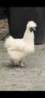 Witte zijdehoender kriel hen., Dieren en Toebehoren, Vrouwelijk, Kip