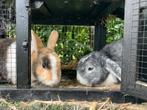2 lieve konijnen met XL-hok, Mannelijk, Middelgroot, Hangoor, 3 tot 5 jaar