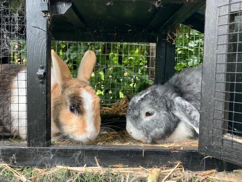 2 lieve konijnen met XL-hok, Dieren en Toebehoren, Konijnen, Middelgroot, Mannelijk, 3 tot 5 jaar, Hangoor