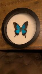 2 prachtig opgezette vlinders, Ophalen of Verzenden, Zo goed als nieuw, Insect, Opgezet dier
