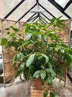 Schlefflerea Amate 150cm