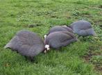 Jonge parelhoenders, Meerdere dieren, Kip