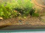 Jonge hemelse pareldanios/galaxy rasbora, Dieren en Toebehoren, Vis, Zoetwatervis, Schoolvis