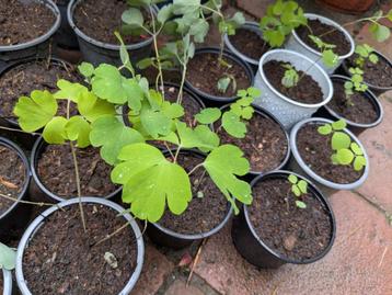Akelei zaailingen kruisingen tuinplanten  beschikbaar voor biedingen