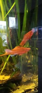 Mooie zwaarddragers ruilen, Dieren en Toebehoren, Vis