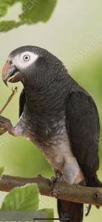 Thimney Gryze Roodstaart gevraagd!!!, Dieren en Toebehoren, Meerdere dieren, Papegaai, Geringd