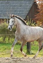 Mooie Full Irish Draught, Dieren en Toebehoren, Paarden, Gechipt, Ruin, 3 tot 6 jaar, Onbeleerd