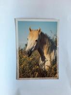 kaart paard veulen  dier, Ophalen, 1980 tot heden, Ongelopen, Paard