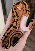 Piebald, Dieren en Toebehoren, Reptielen en Amfibieën, Slang, 0 tot 2 jaar