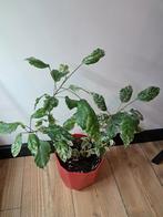 Hibiscus variegata, Ophalen of Verzenden, Halfschaduw, Minder dan 100 cm