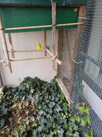Grasparkieten te koop. 5 euro per vogel., Dieren en Toebehoren, Meerdere dieren, Parkiet