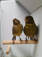 Te koop bewezen koppel kleurkanaries uit 2023, Meerdere dieren, Kleurkanarie