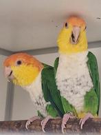 Kweek koppel groendij caiques., Dieren en Toebehoren, Meerdere dieren, Papegaai, Geringd