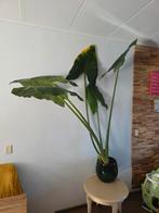 Olifantsoor zonder pot, Huis en Inrichting, Kamerplanten, Ophalen, Halfschaduw, Minder dan 100 cm