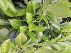 36 groenblijvende Haaglaurier Rotundifolia 150–175 cm, Tuin en Terras, Planten | Struiken en Hagen, Ophalen of Verzenden, Laurier