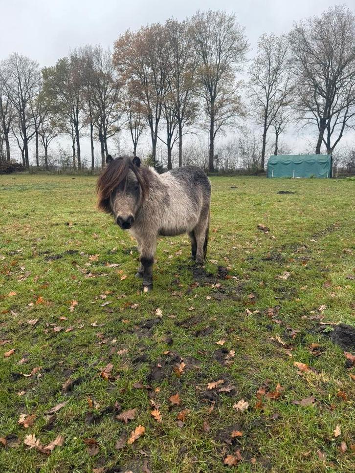 Super lieve unieke drie kleuren valkbonte shetlander ruin., Dieren en Toebehoren, Pony's, Ruin, A pony (tot 1.17m), 0 tot 2 jaar