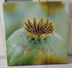 Canvas zaaddoos papaver, Huis en Inrichting, Woonaccessoires | Schilderijen, Tekeningen en Foto's, Ophalen, 75 tot 100 cm, 75 cm of meer