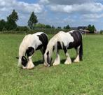 Bonte Tinker merrie, Dieren en Toebehoren, Pony's, Onbeleerd, 11 jaar of ouder, Recreatiepony, D pony (1.37m tot 1.48m)