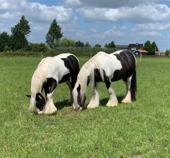 Bonte Tinker merrie, Dieren en Toebehoren, Pony's, Merrie, Onbeleerd, D pony (1.37m tot 1.48m), Recreatiepony, 11 jaar of ouder