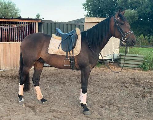 De allerliefste bomproof knappe ruin!, Dieren en Toebehoren, Paarden, Ruin, Zadelmak, 160 tot 165 cm, 3 tot 6 jaar, Recreatiepaard