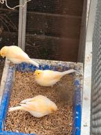 Tekoop kanaries, Dieren en Toebehoren, Vogels | Kanaries, Meerdere dieren, Kleurkanarie