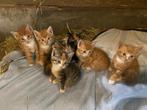 Superlieve boerderij kittens te koop, Dieren en Toebehoren, Katten en Kittens | Raskatten | Korthaar, Meerdere dieren, Ontwormd