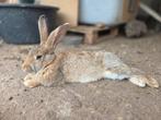Lief en tam dames konijn, Dieren en Toebehoren, Vrouwelijk, Groot, 0 tot 2 jaar
