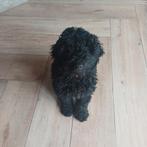 Multigen Labradoodle reu beschikbaar, Dieren en Toebehoren, Overige rassen, CDV (hondenziekte), 8 tot 15 weken, Meerdere
